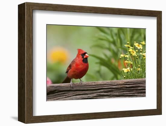 Northern Cardinal Male on Fence, Marion, Illinois, Usa-Richard ans Susan Day-Framed Photographic Print