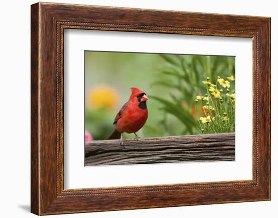 Northern Cardinal Male on Fence, Marion, Illinois, Usa-Richard ans Susan Day-Framed Photographic Print