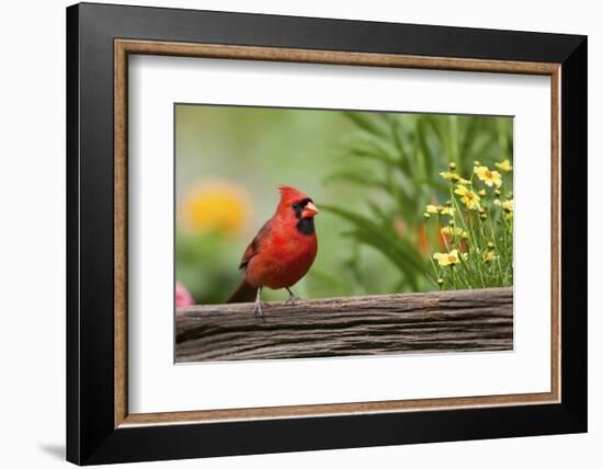 Northern Cardinal Male on Fence, Marion, Illinois, Usa-Richard ans Susan Day-Framed Photographic Print