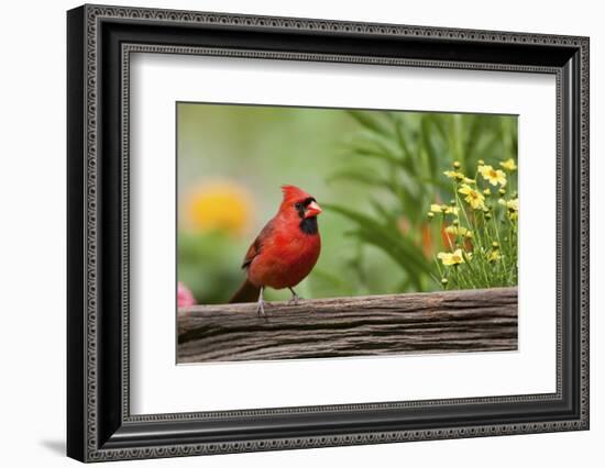 Northern Cardinal Male on Fence, Marion, Illinois, Usa-Richard ans Susan Day-Framed Photographic Print