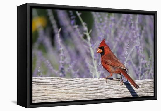 Northern Cardinal Male on Fence Near Russian Sage, Marion County, Illinois-Richard and Susan Day-Framed Premier Image Canvas