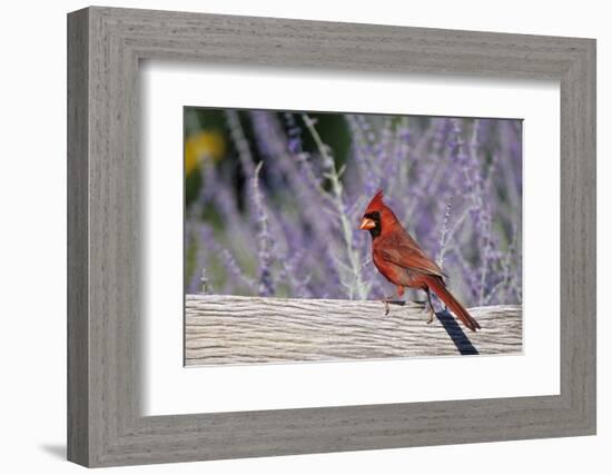 Northern Cardinal Male on Fence Near Russian Sage, Marion County, Illinois-Richard and Susan Day-Framed Photographic Print