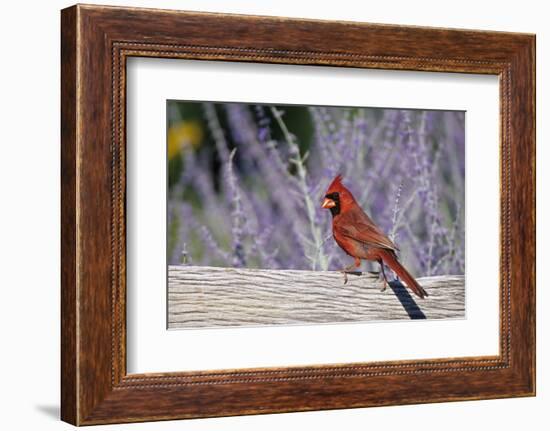 Northern Cardinal Male on Fence Near Russian Sage, Marion County, Illinois-Richard and Susan Day-Framed Photographic Print