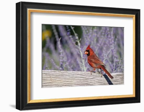 Northern Cardinal Male on Fence Near Russian Sage, Marion County, Illinois-Richard and Susan Day-Framed Photographic Print