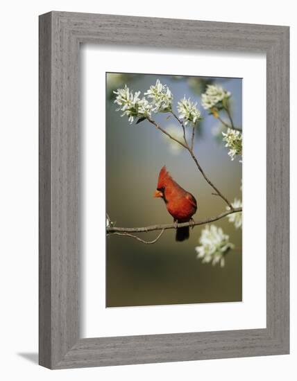 Northern Cardinal Male on Flowering Serviceberry Tree, Marion, Il-Richard and Susan Day-Framed Photographic Print