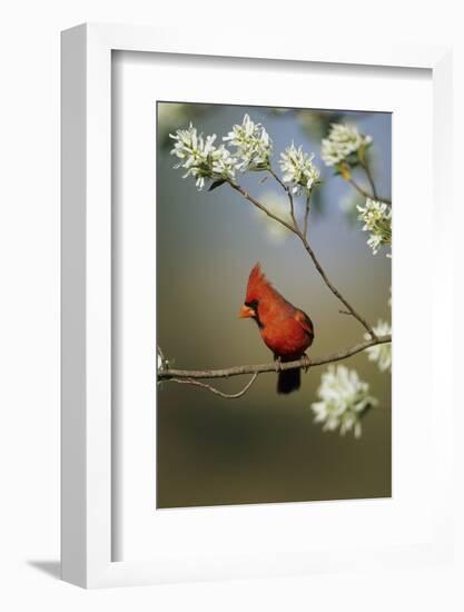 Northern Cardinal Male on Flowering Serviceberry Tree, Marion, Il-Richard and Susan Day-Framed Photographic Print