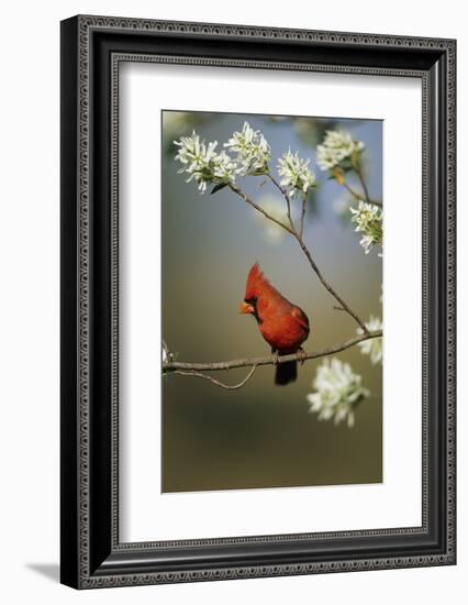 Northern Cardinal Male on Flowering Serviceberry Tree, Marion, Il-Richard and Susan Day-Framed Photographic Print