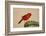 Northern Cardinal male perched on cactus-Larry Ditto-Framed Photographic Print
