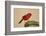 Northern Cardinal male perched on cactus-Larry Ditto-Framed Photographic Print