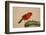 Northern Cardinal male perched on cactus-Larry Ditto-Framed Photographic Print