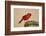 Northern Cardinal male perched on cactus-Larry Ditto-Framed Photographic Print