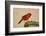 Northern Cardinal male perched on cactus-Larry Ditto-Framed Photographic Print