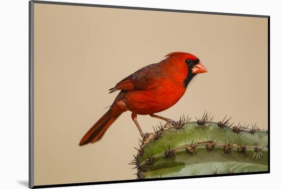 Northern Cardinal male perched on cactus-Larry Ditto-Mounted Photographic Print