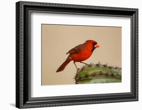 Northern Cardinal male perched on cactus-Larry Ditto-Framed Photographic Print