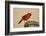 Northern Cardinal male perched on cactus-Larry Ditto-Framed Photographic Print