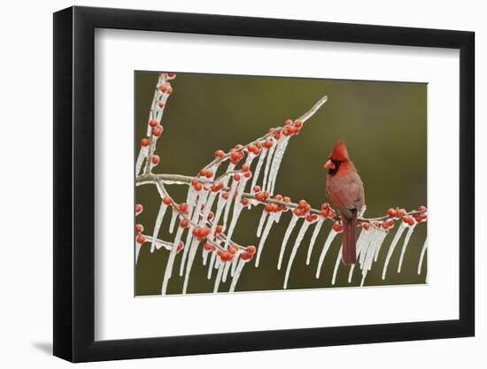 Northern Cardinal male perched on icy Possum Haw Holly, Hill Country, Texas, USA-Rolf Nussbaumer-Framed Photographic Print