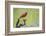 Northern Cardinal male perched on limb-Larry Ditto-Framed Photographic Print