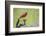 Northern Cardinal male perched on limb-Larry Ditto-Framed Photographic Print