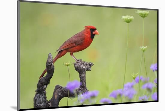 Northern Cardinal male perched on limb-Larry Ditto-Mounted Photographic Print