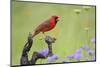 Northern Cardinal male perched on limb-Larry Ditto-Mounted Photographic Print