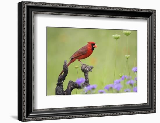 Northern Cardinal male perched on limb-Larry Ditto-Framed Photographic Print