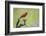 Northern Cardinal male perched on limb-Larry Ditto-Framed Photographic Print