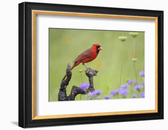 Northern Cardinal male perched on limb-Larry Ditto-Framed Photographic Print