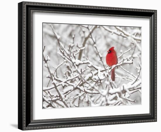 Northern cardinal male perched on snowy branches, USA-Marie Read-Framed Photographic Print