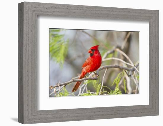 Northern Cardinal Male Starr, Texas, Usa-Richard ans Susan Day-Framed Photographic Print