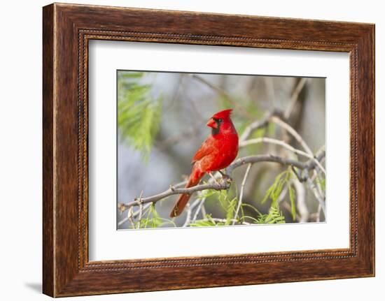 Northern Cardinal Male Starr, Texas, Usa-Richard ans Susan Day-Framed Photographic Print