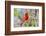 Northern Cardinal Male Starr, Texas, Usa-Richard ans Susan Day-Framed Photographic Print