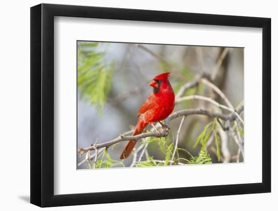 Northern Cardinal Male Starr, Texas, Usa-Richard ans Susan Day-Framed Photographic Print