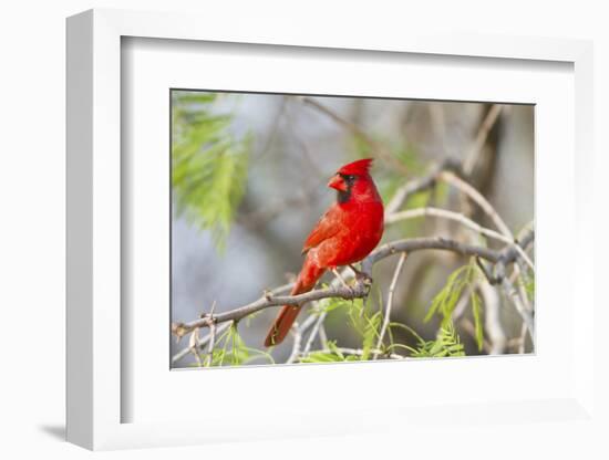 Northern Cardinal Male Starr, Texas, Usa-Richard ans Susan Day-Framed Photographic Print