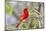 Northern Cardinal Male Starr, Texas, Usa-Richard ans Susan Day-Mounted Photographic Print