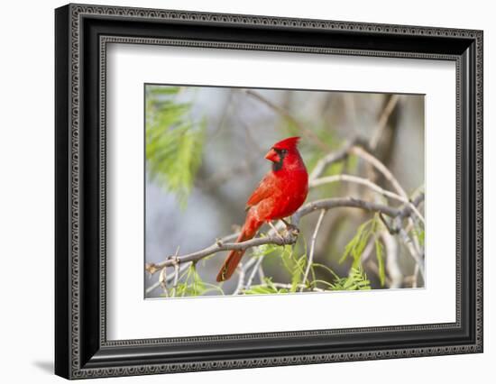 Northern Cardinal Male Starr, Texas, Usa-Richard ans Susan Day-Framed Photographic Print