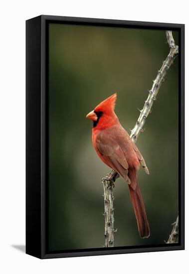 Northern Cardinal Male-null-Framed Premier Image Canvas