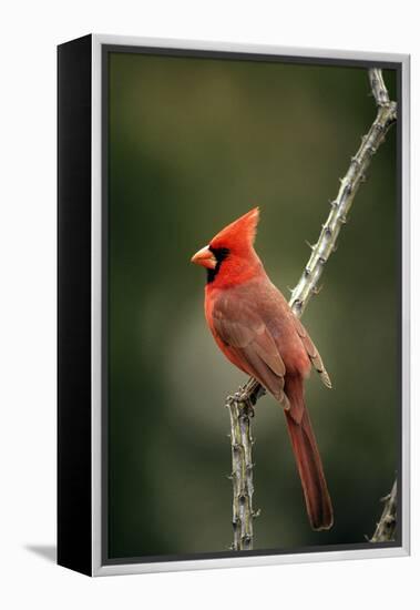 Northern Cardinal Male-null-Framed Premier Image Canvas