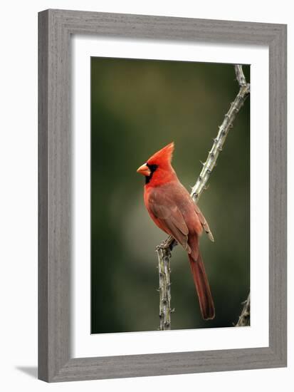 Northern Cardinal Male-null-Framed Photographic Print