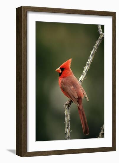 Northern Cardinal Male-null-Framed Photographic Print