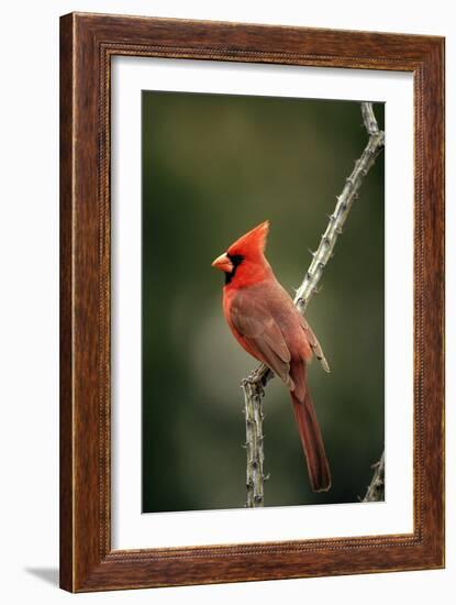 Northern Cardinal Male-null-Framed Photographic Print