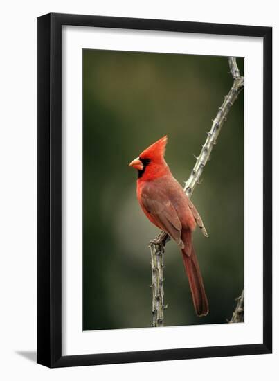 Northern Cardinal Male-null-Framed Photographic Print