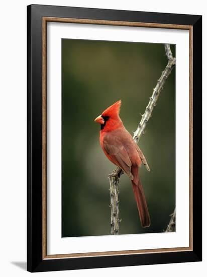 Northern Cardinal Male-null-Framed Photographic Print