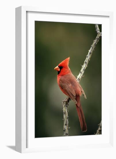 Northern Cardinal Male-null-Framed Photographic Print