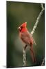 Northern Cardinal Male-null-Mounted Photographic Print