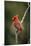 Northern Cardinal Male-null-Mounted Photographic Print