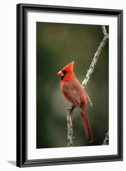 Northern Cardinal Male-null-Framed Photographic Print