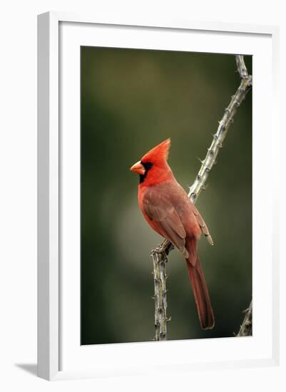 Northern Cardinal Male-null-Framed Photographic Print