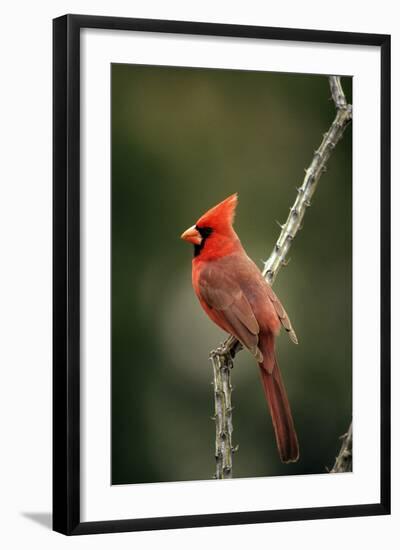 Northern Cardinal Male-null-Framed Photographic Print