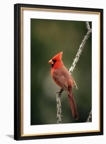 Northern Cardinal Male-null-Framed Photographic Print