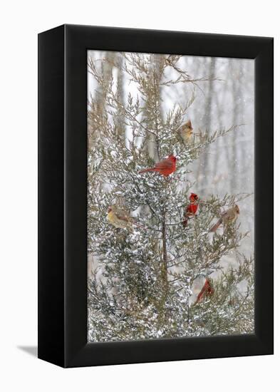 Northern cardinal males and females in red cedar tree in winter snow, Marion County, Illinois.-Richard & Susan Day-Framed Premier Image Canvas